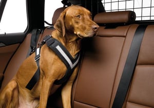 Subaru Allsafe Comfort Hundegurt
