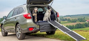 3-fach zusammenschiebbare Subaru Hunderampe