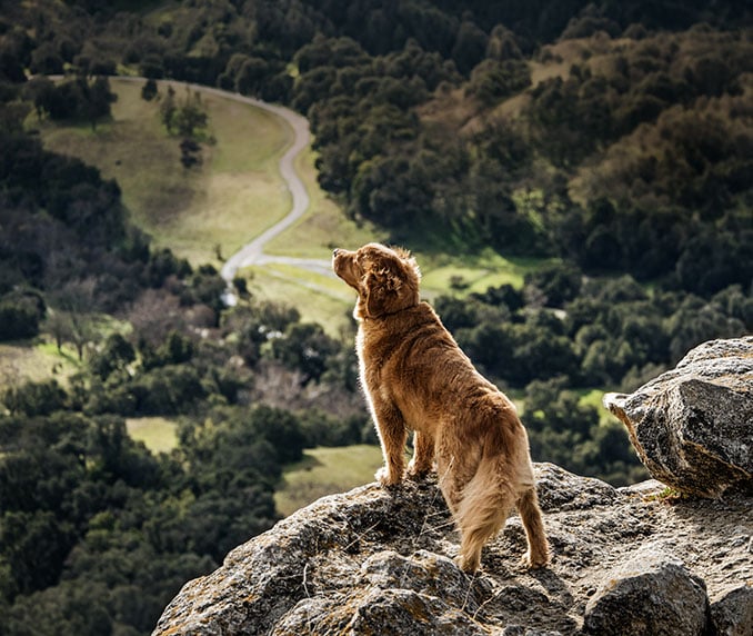 Subaru_Do-Hund1_678x572px