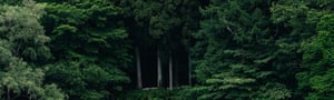 stock_forest-and-cloud_small